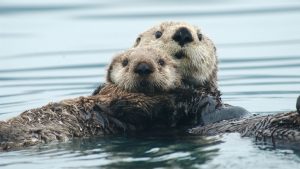 Close-up of two sea otters