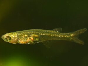 The tiny transluscent fish