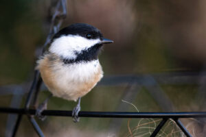 black-capped chickadee