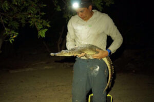 small crocodile held by researcher