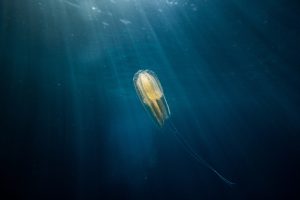 bioluminescent Mnemiopsis Leidyi jellyfish