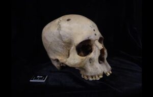 ancient skull
