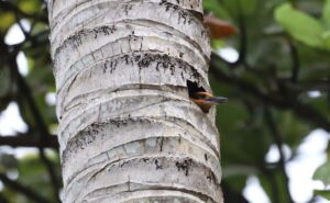 sihek bird