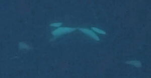 underwater photo of orcas 'kissing'