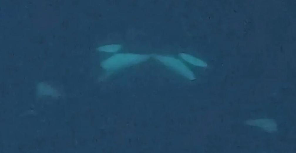 underwater photo of orcas 'kissing'