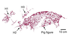 An illustration of the pig-and-human painting that was just dated to over 50,000 years ago.