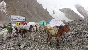 Donkeys carry loads of garbage just retrieved from K2 pass the new litter disposal point signaled in Base Camp. K2's snowy flanks in background.