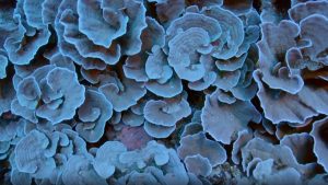 Coral reef discovered in twilight zone of Southern Pacific Ocean. Still BBC
