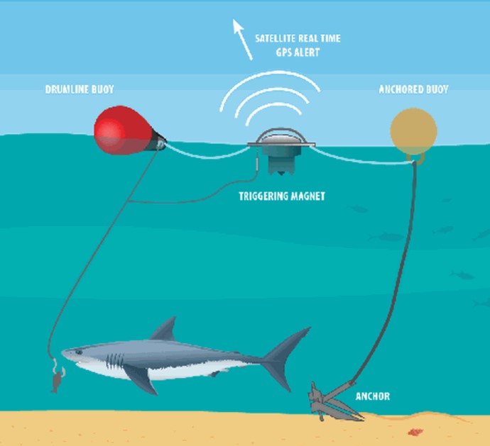 sydney shark attack SMART drum lines