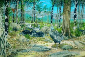dodo in natural environment