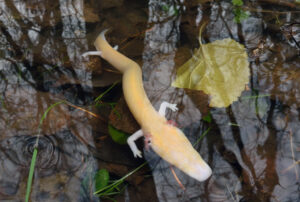 a blind cave salamander on the surface