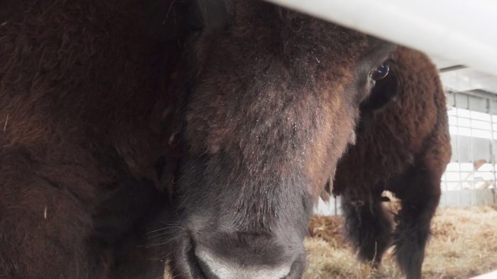 European bison on a thirty day journey to Pleistocene Park. 