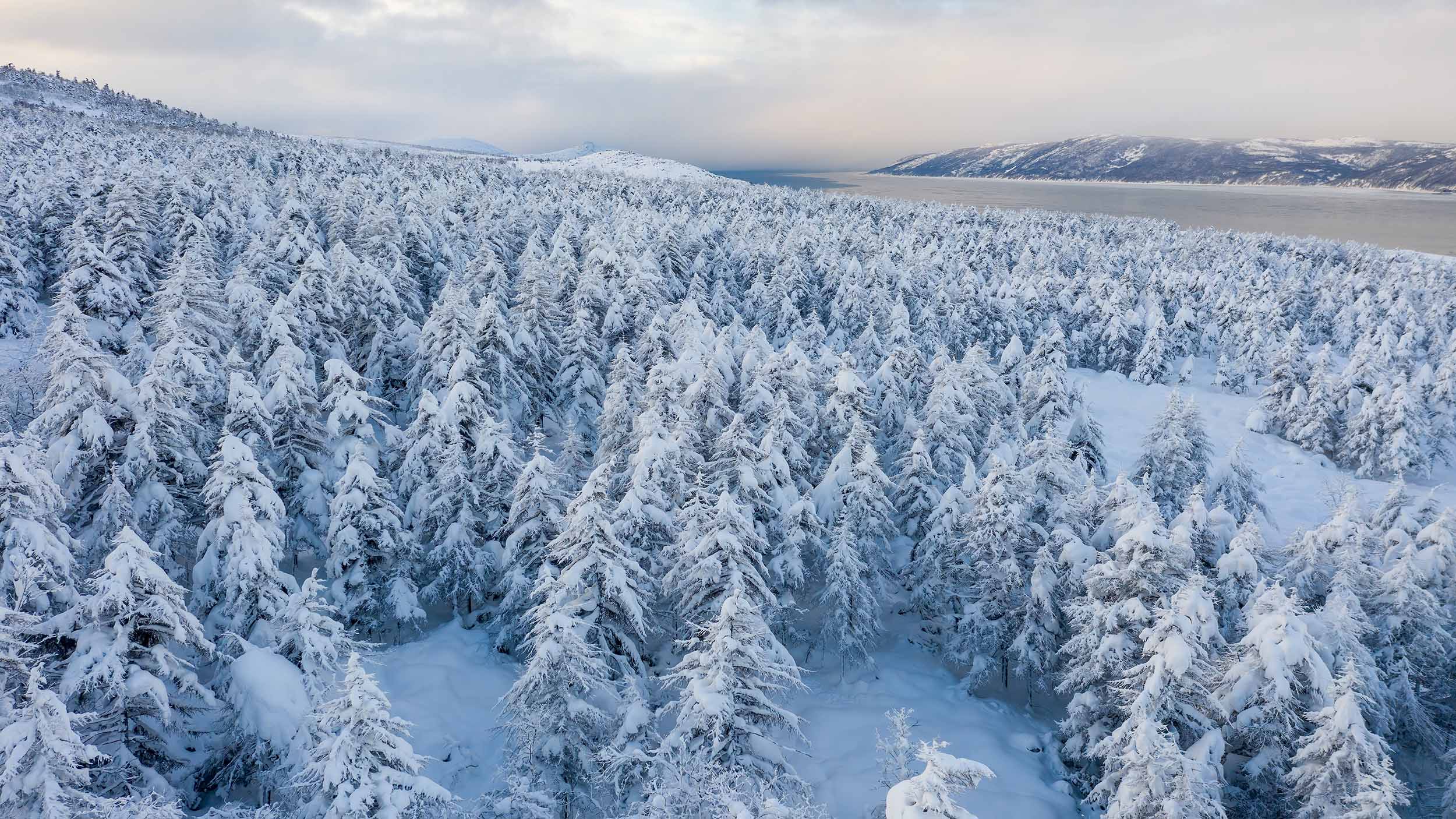 a snowy forest