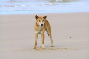 dingo on sand