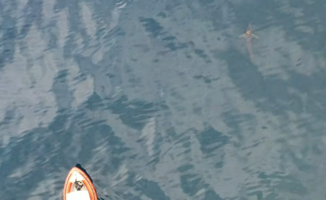 Bottom left, the front of a small boat, top right, a shark with an orange octopus on top of it.