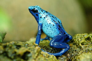 a blue spotted frog on a vegetated surface