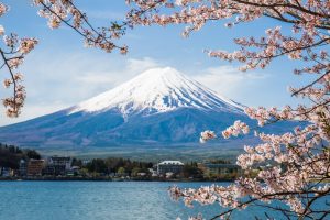 Typical cherry-blossom framed image of mount Fuji in spring.