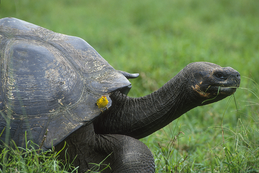 galapagos warbler and tortoise