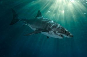 great white shark