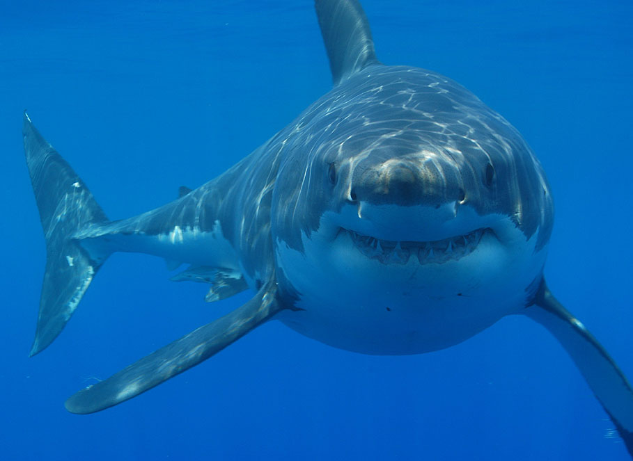 sydney shark attack