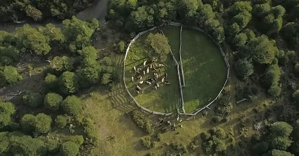 Aerial shot of a small herd of cows in their pen