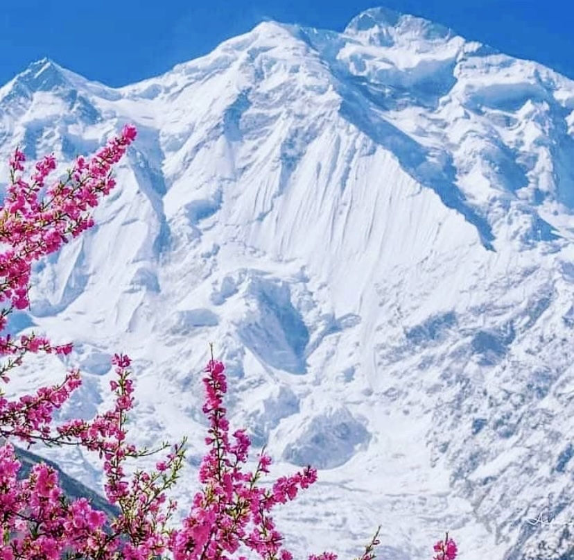 The colors of spring blossom in fron of Rakaposhi.