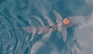 An orange octopus on top of a grey shark in the water.