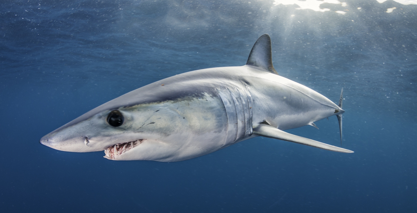 A mako shark swimming towards the camera.