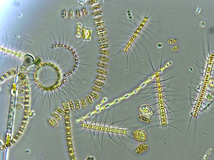 plankton