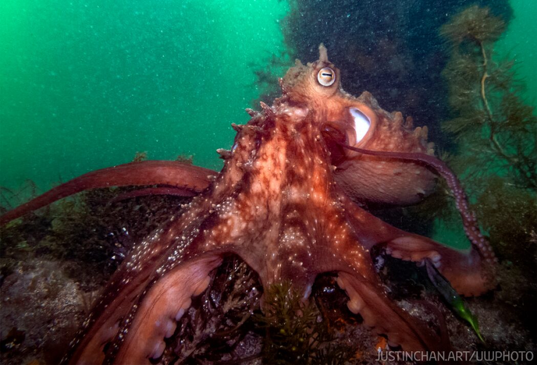 A reddish-orange octopus on the rocky ocean floor.
