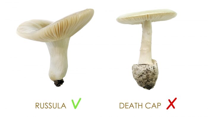 two mushrooms
