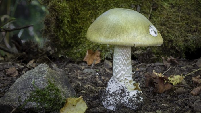 a mushroom