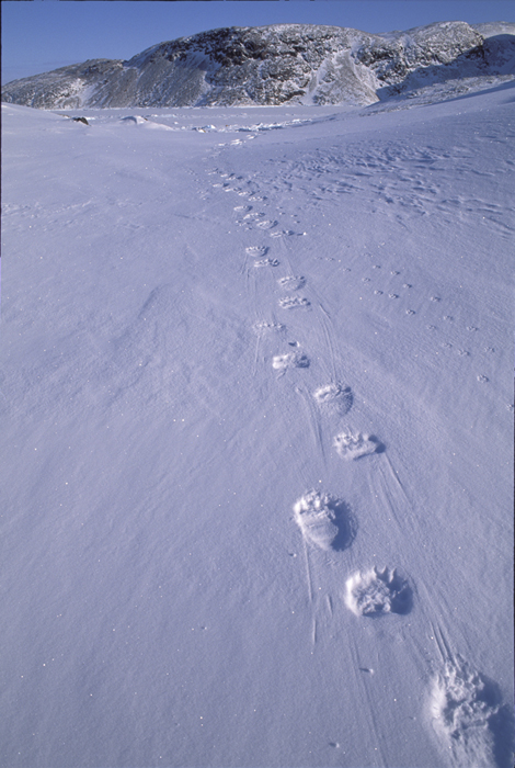a line of polar bear tracks