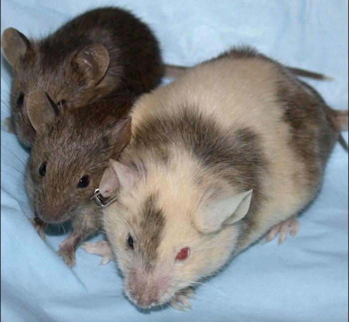 Chimeric mice. 