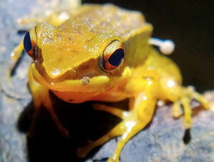 The tiny Rao’s intermediate golden-backed frog with mushroom growing on its side.