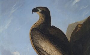 Audubon's painting of an eagle