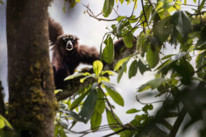 A female skywalker gibbon.