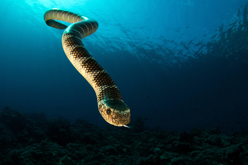 sea snake