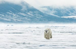 Approaching polar bear