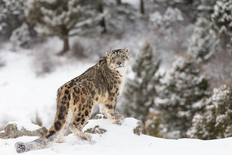 A snow leopard looks over its shoulder