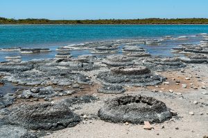 Stromatolites in Australia by coastal lake