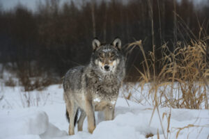 Wolves in Chernobyl.