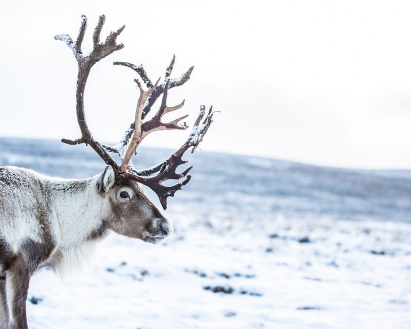 A reindeer looking out over a snowy landscape.
