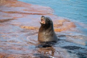 sea lion