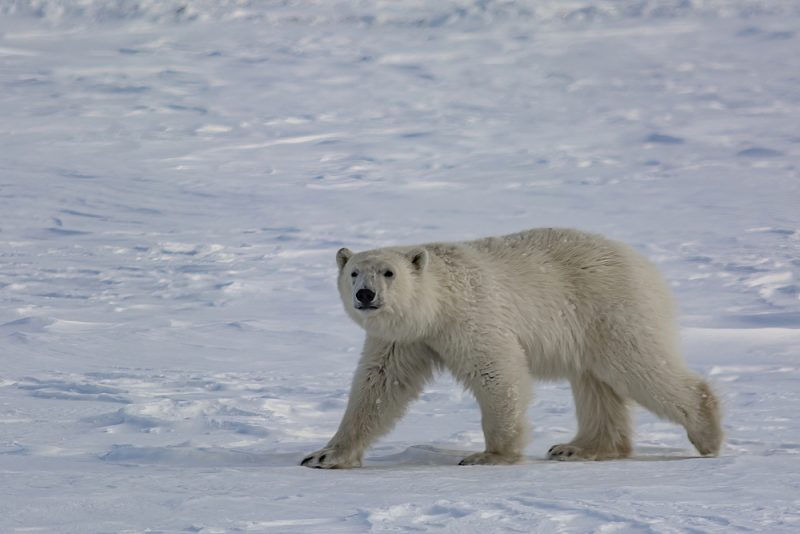 A polar bear pacing across the snow.