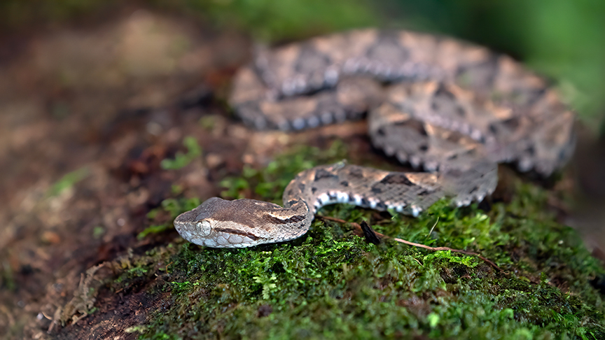 fer de lance snake