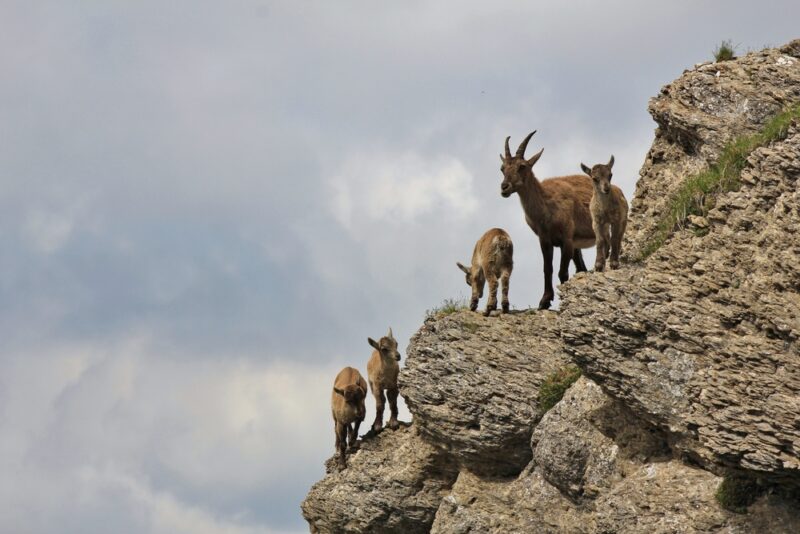A family of alpine ibex.