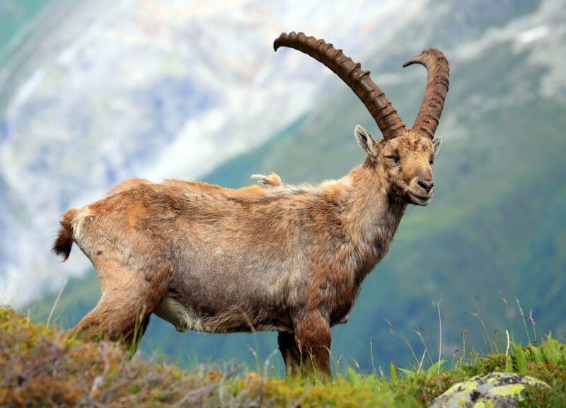 Alpine ibex