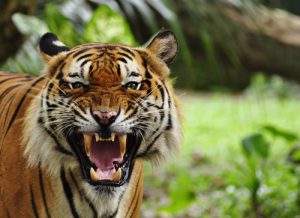 snarling tiger portrait