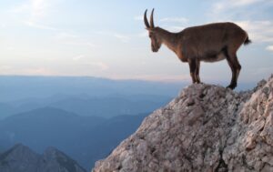 Alpine ibex